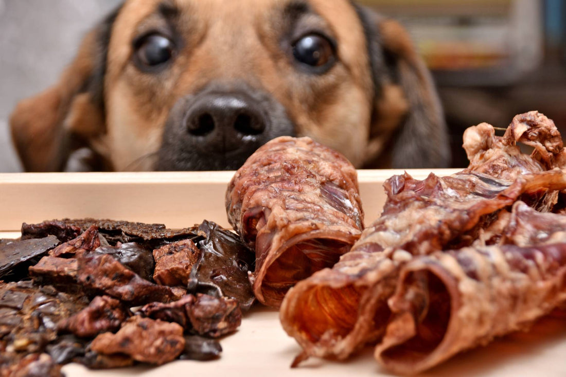 DIY Dehydrated Dog Treats: Healthier Bites for Furry Friends